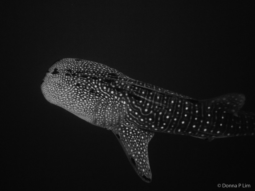 whale shark bw
