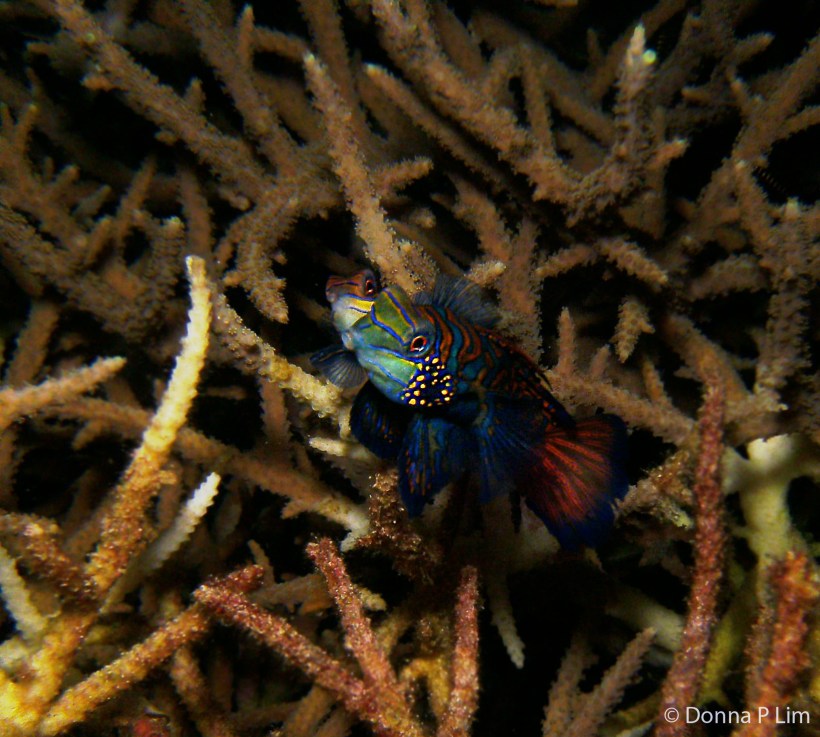 AA mating mandarin fish copy.jpg
