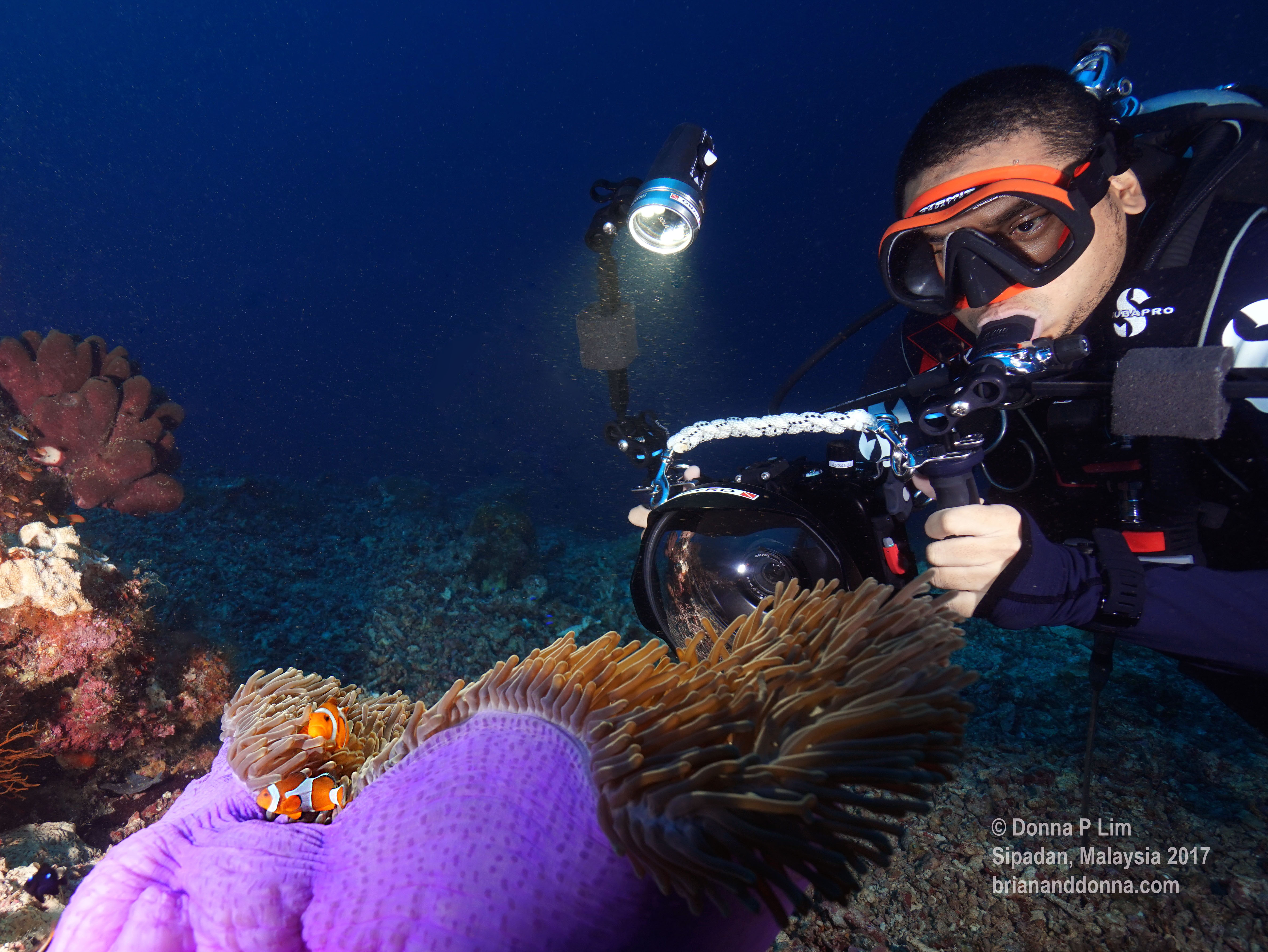 blog clownfish with brian