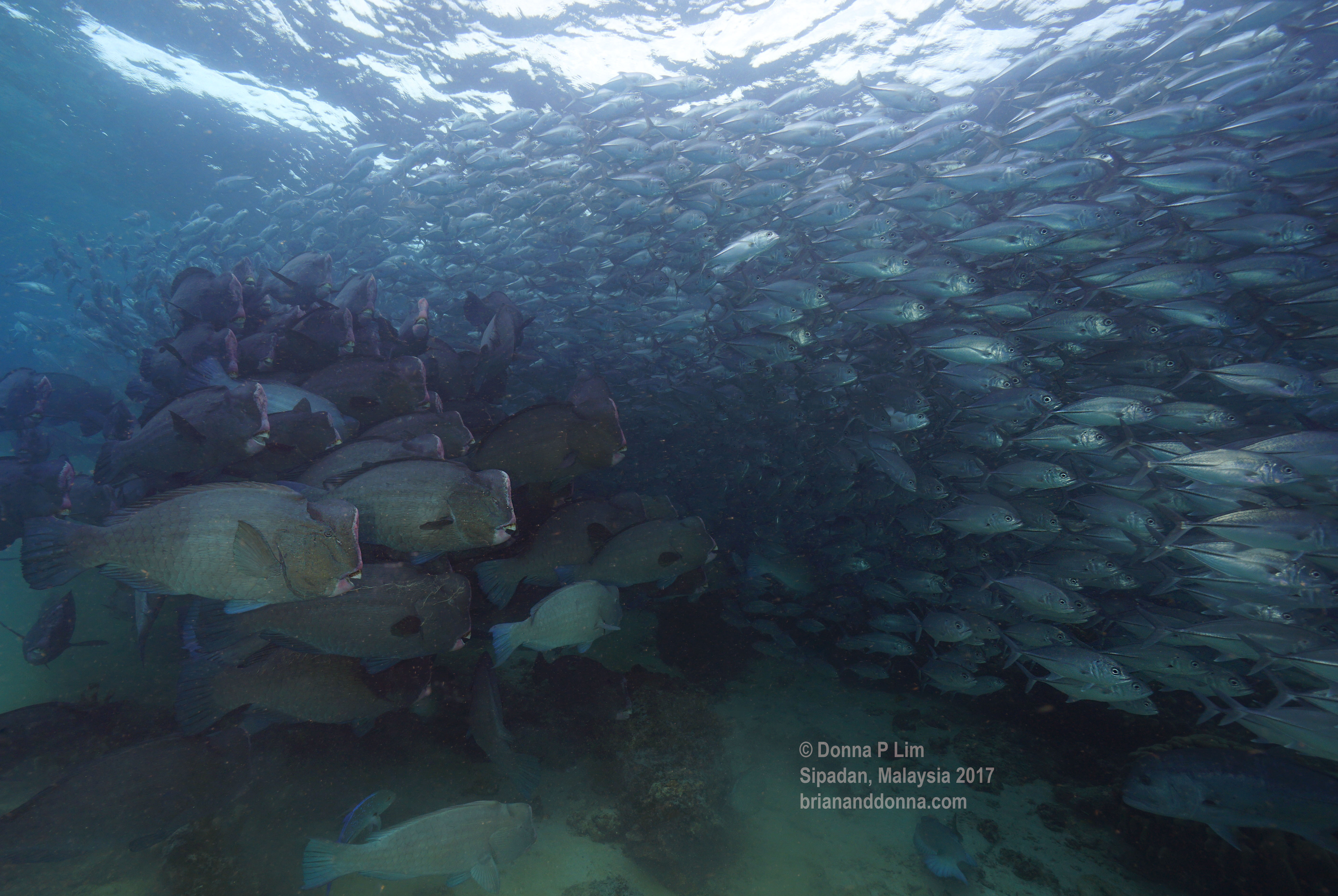 blog edited- bumphead jacks