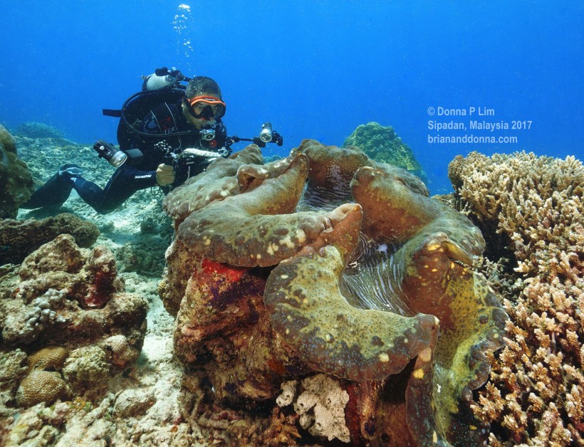 blog edited- giant clam