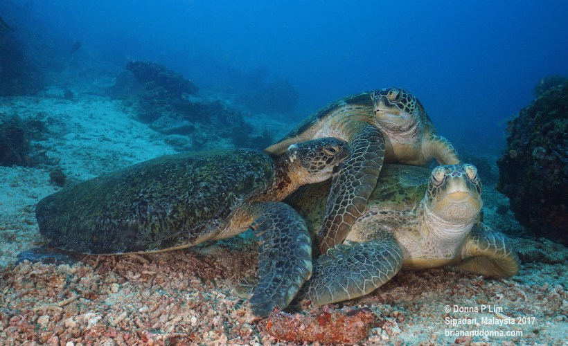 blog edited- turtles 3