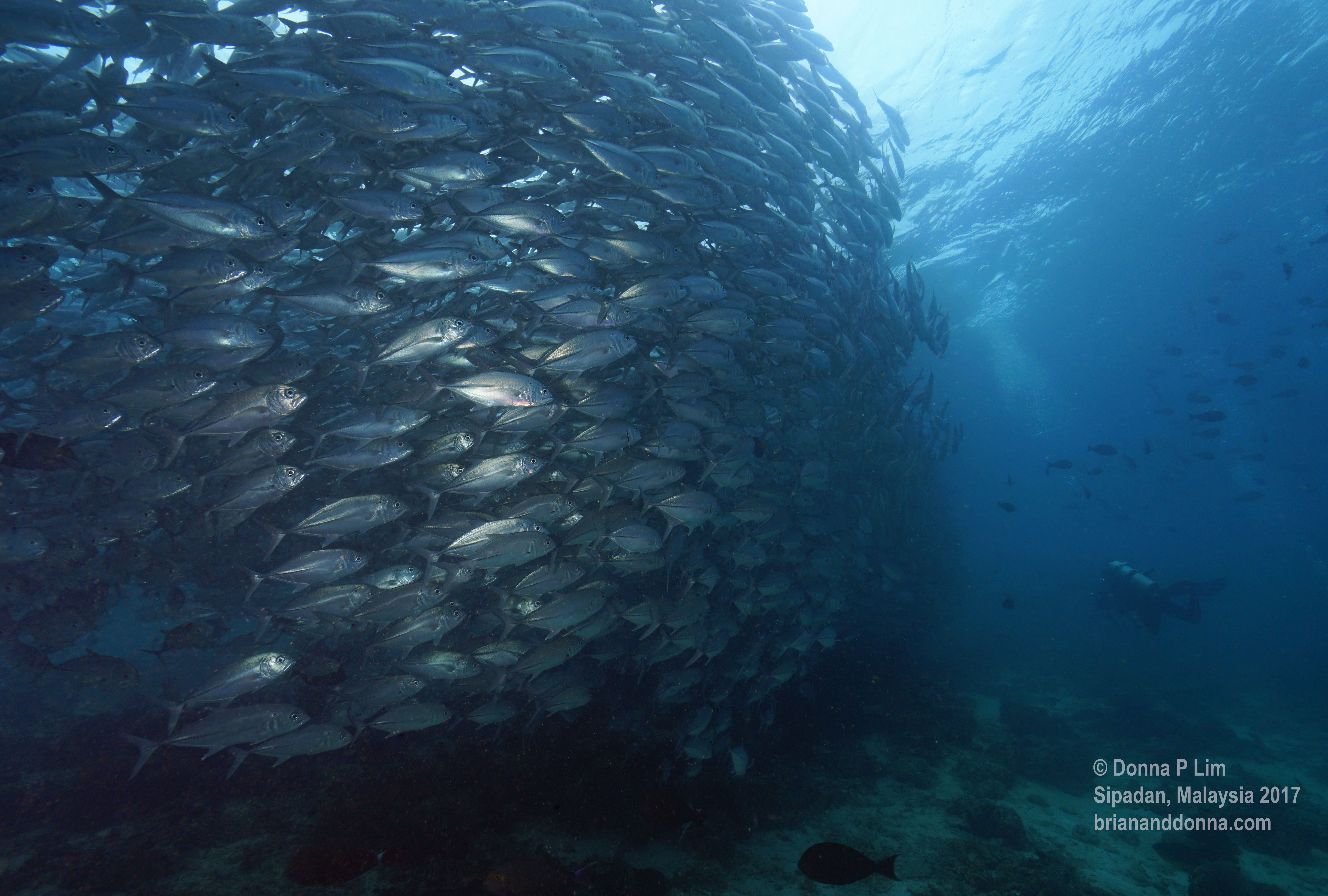 fb edited- school of jacks