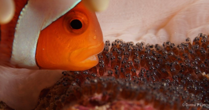 clownfish eggs
