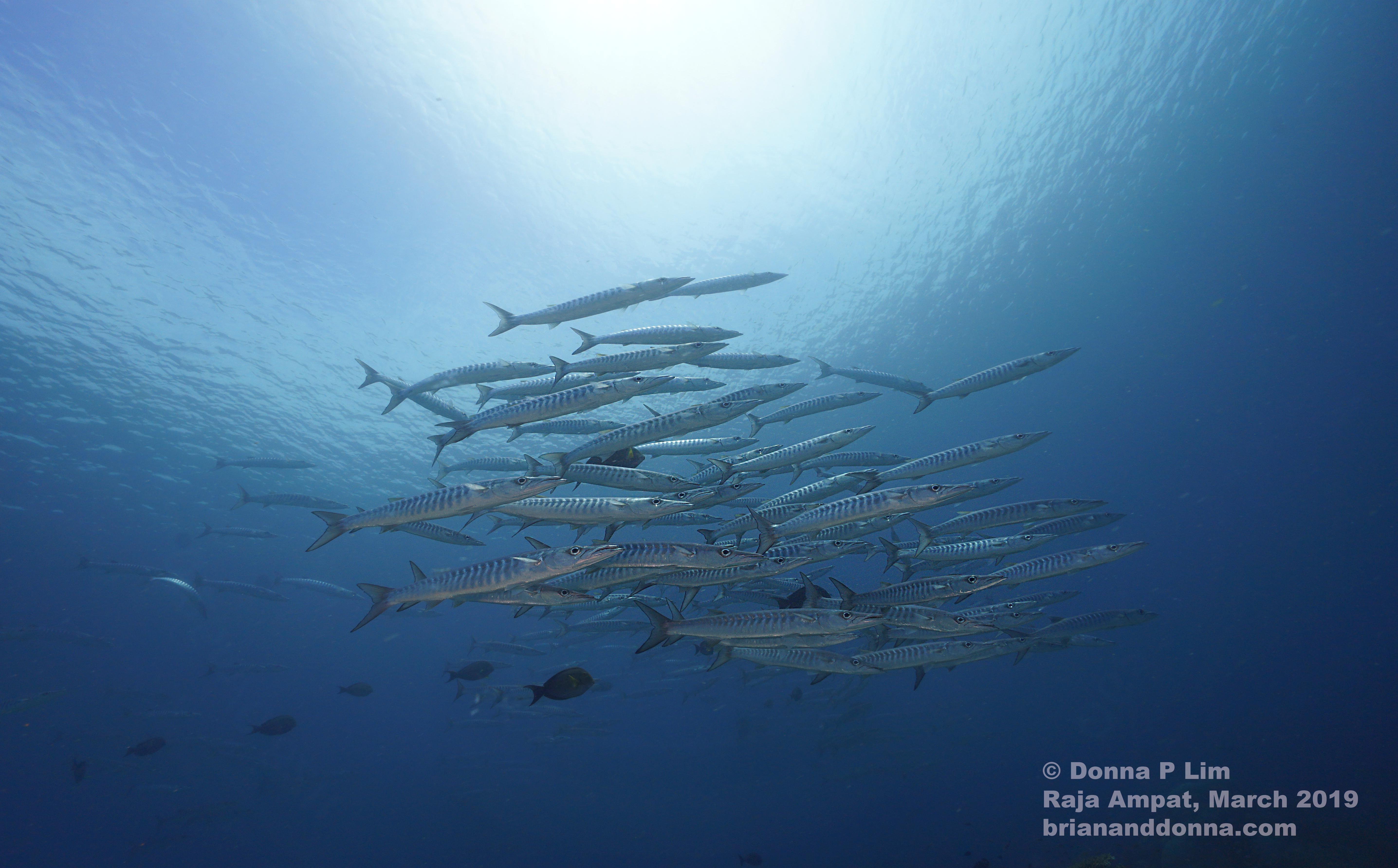 school of barracuda