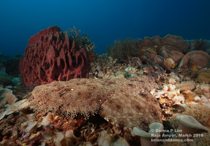 wobbegong